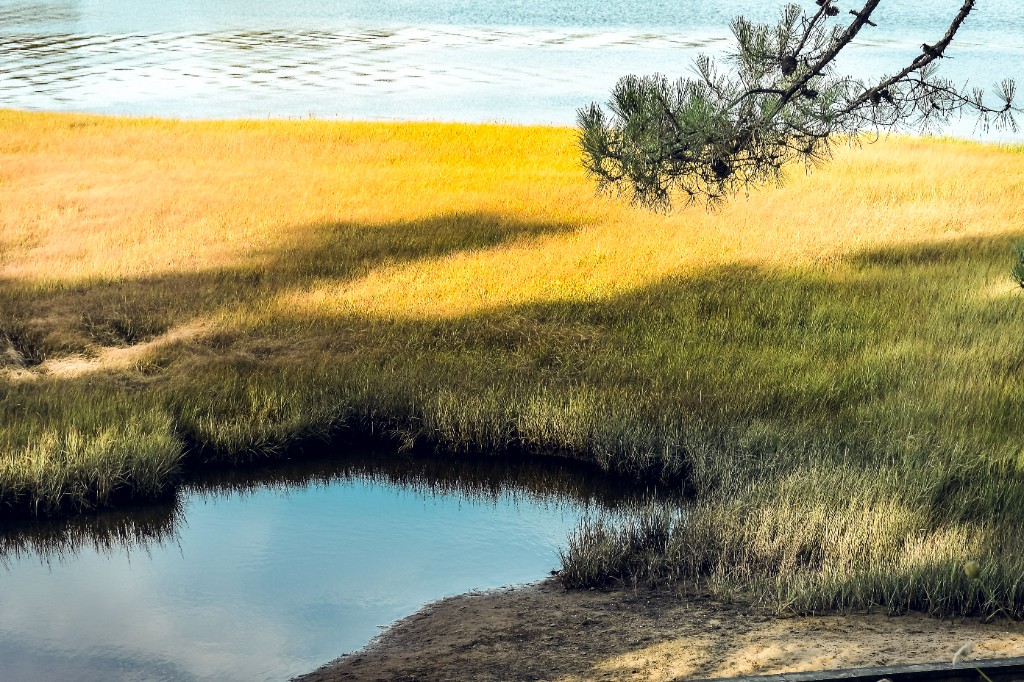 Photography by Hugo Landais, sunlit marsh grass and water.